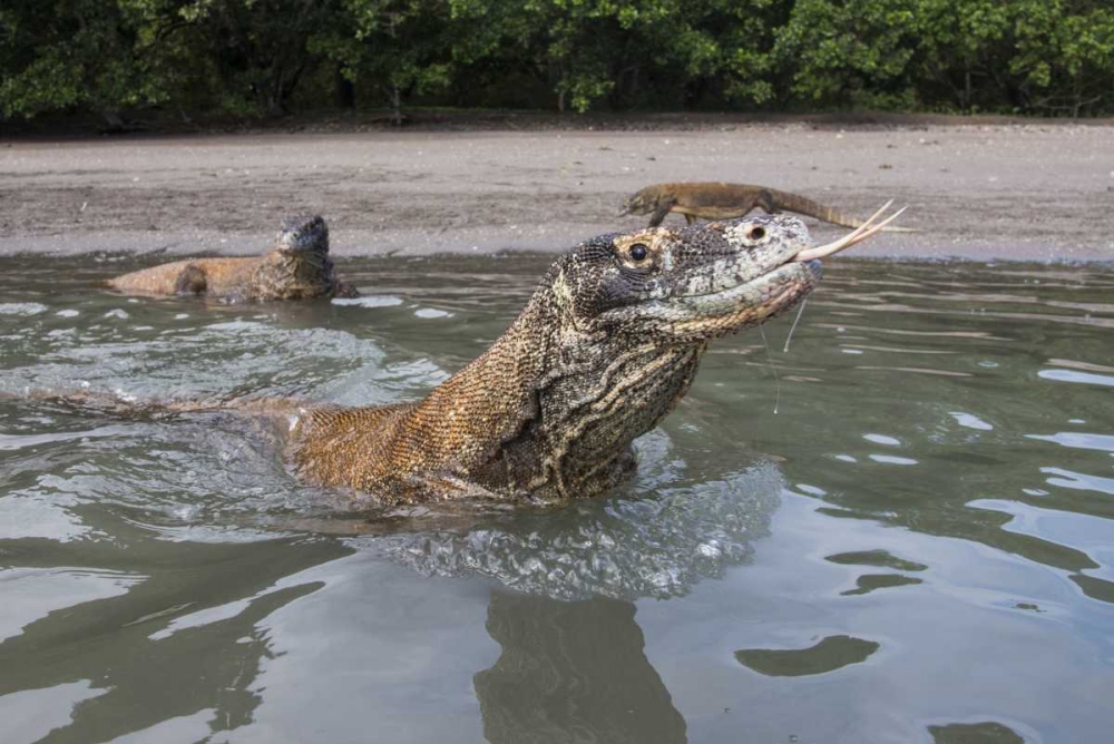 Indonesia, Rinca Island, Komodo NP Komodo dragon